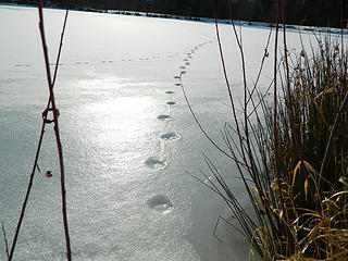 Cougar track across Deer Lake
