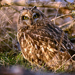 Short-eared owl 3