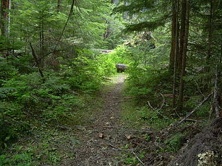 Fire Creek trail