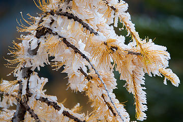 Larch needles unable to shed off the snow.