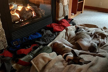Whippets really enjoying the cabin's gas stove after a long day in the cold.