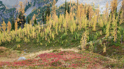 Lots of larches.