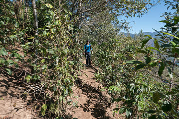 The trail goes through fields of coffee plants