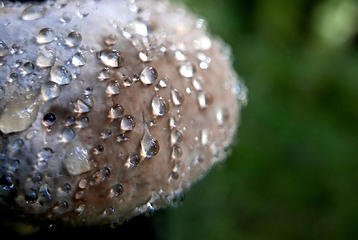 fungal pearls
