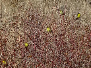 Colorful little birdies. Goldfinches.