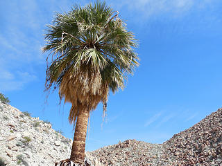 Lone palm