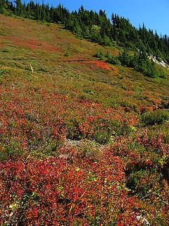 Colorful blueberry slope