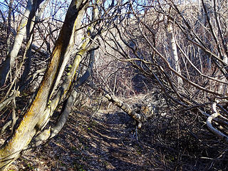 A short forested section in the canyon.