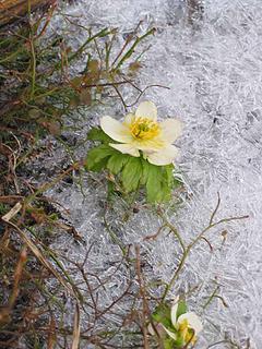 frosty flower