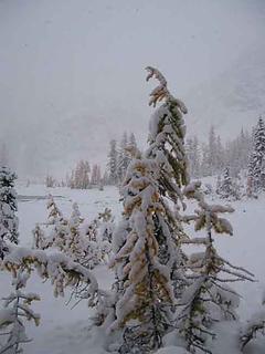 larch tree in snow
