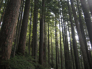 the forest of Dingford