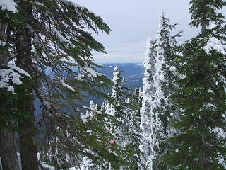 Rime ice on the trees