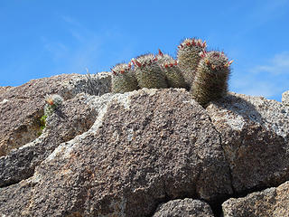 Fishhook cacti