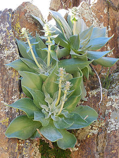 Dudleya w/sprouts