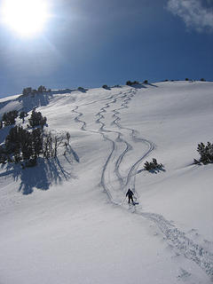 tracks N ridge Bear