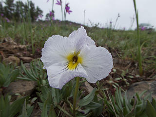 White Sagebrush Violet?