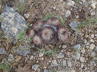 Hedgehog cactus is everywhere around here. In a few weeks these will have colorful flowers and brighten up the hillsides.