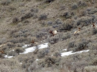 A group of bull elk on the way up.
