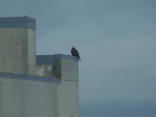 I spied a bald eagle on the roof across the street from our hotel after the race.