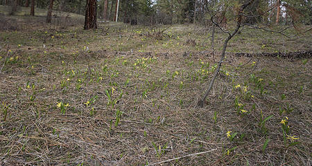 Glacier Lilies  Popping Up