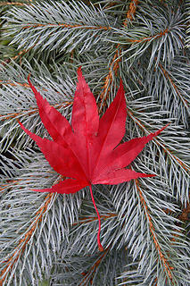 red leaf on blue spruce