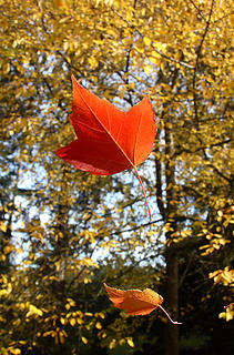 falling leaves II