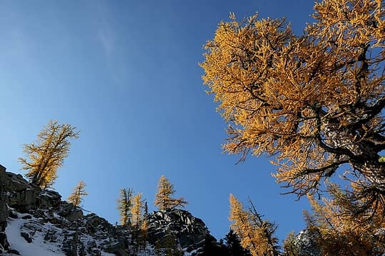 Larches all over the sky