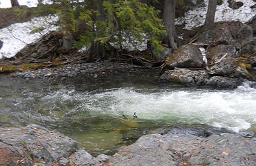 Ducks on Ingalls Creek 4/24/17