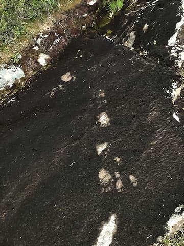 Gnome footprints in dried slab moss