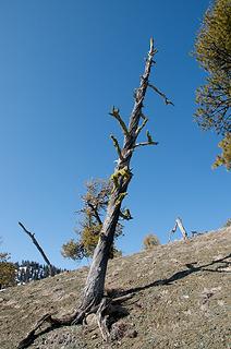 DSD_0147 - snag tree lives on even after death