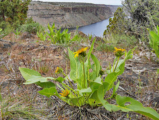 Balsamroot. 
Tam-a-Lau trail, Lake Billy Chinook, OR, 04/16/17