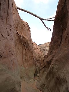 Dead tree snag in North Fork slot canyon