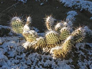 Snow decorated cactus