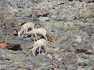 Big horn sheep - Umtanum Canyon