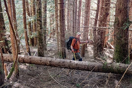 This second growth forest was logged in the 1950s and is growing back thickly enough to prevent any understory growth. The thick duff made for a quick and easy-on-the-knees descent.