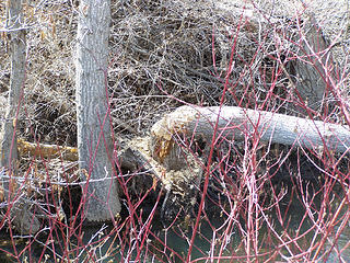 A beaver's handywork - Umtanum Canyon