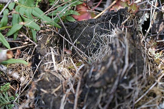 Bird nest with tiny mushrooms
