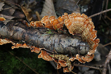 Fan-shaped fungus