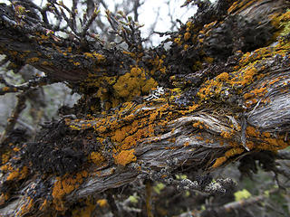 Jewel Lichen on Sagebrush