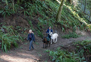 Goats on the trail