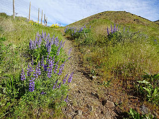 Many flowers at the trailhead for Waterworks Canyon.