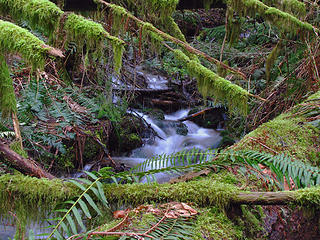 Western Evergreen Trail Creek 4