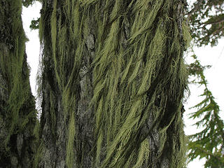 Tree Hair