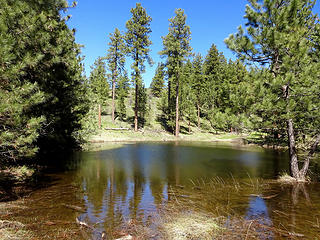 A small pond in the pine forest section.