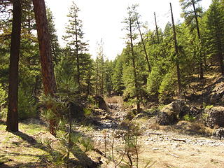 pine pluff, riverside state park 005