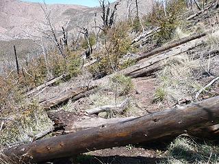 blowdowns from 2004 wildfire on Arizona Trail on Mazatzal Divide