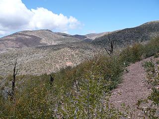 chaparral growing back on Arizona Trail in Mazatzal Divide