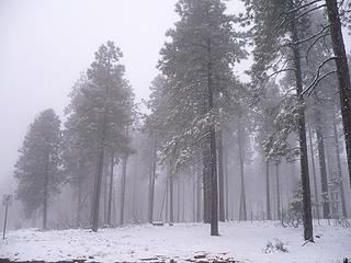 snow in ponderosa pines in mid April near Strawberry Valley, AZ