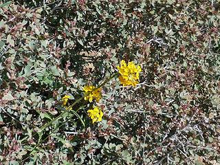 flowers in Mazatzal Wilderness, Arizona