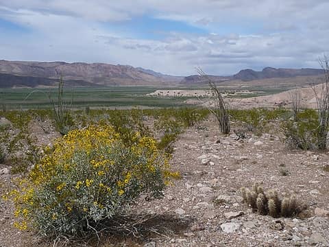looking north to The Big Bad Tamerisk Bush along the Colorado River west of Grand Wash Cliffs east of Pearce Ferry